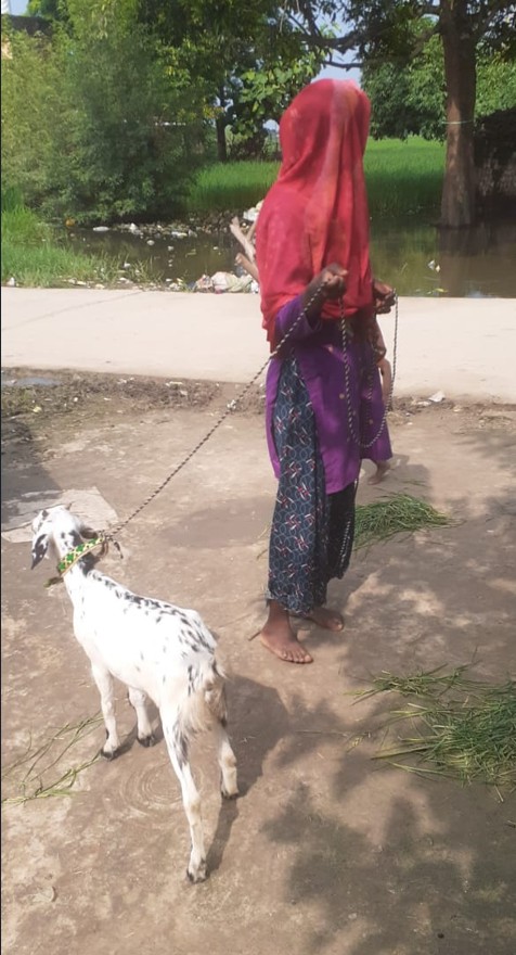 Goat rearing support programme
